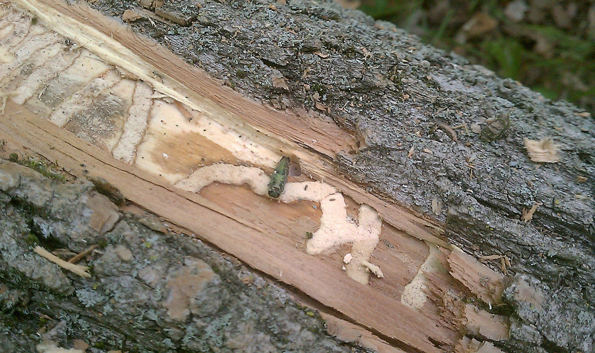Damage from an emerald ash borer.