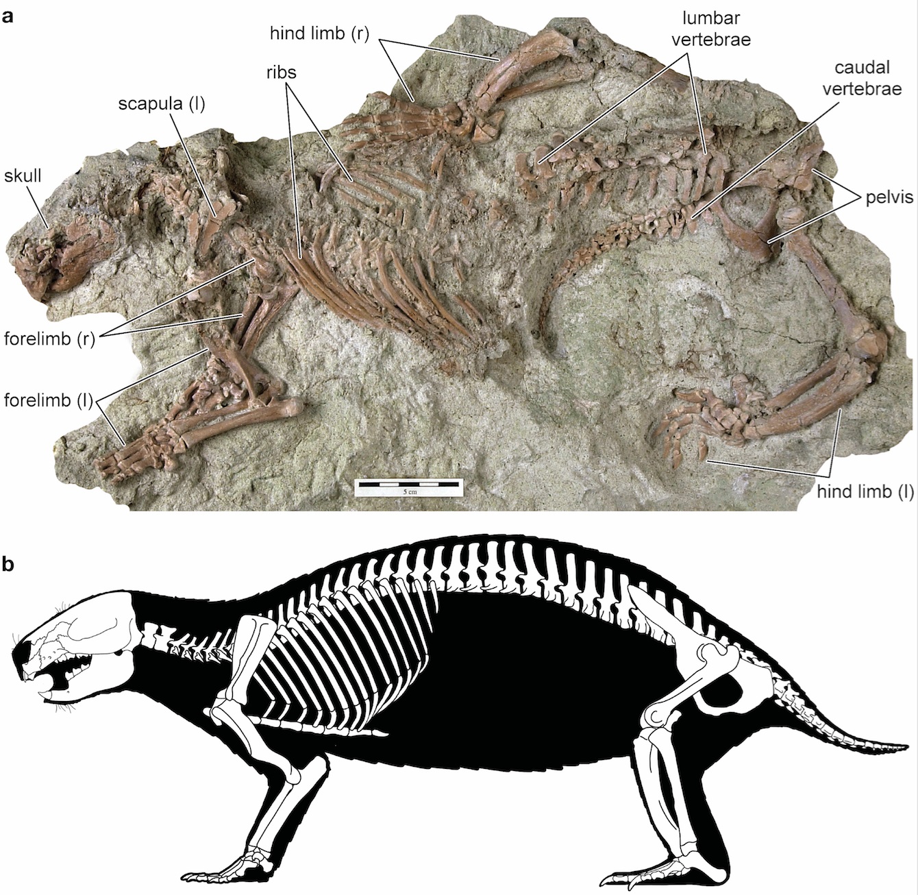 Fossil, top, and skeleton drawing of Adalatherium. Photo courtesy Denver Museum of Nature & Science. Drawing by Andrey Atuchin.