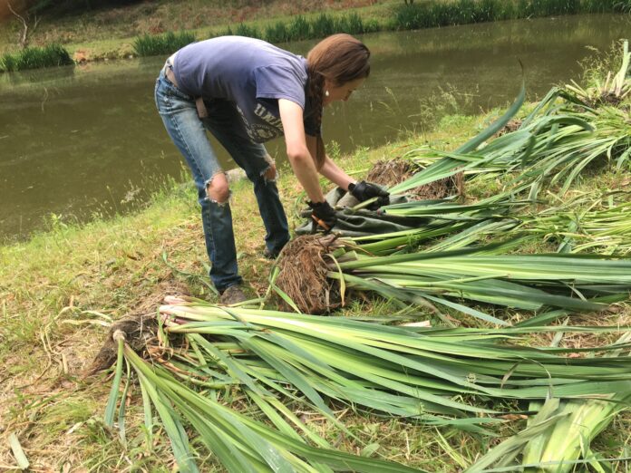 3_HarvestingInvasives