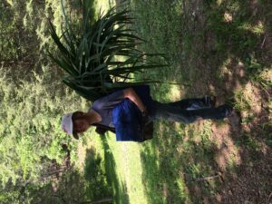 Singel harvesting the yellow flag iris on her family’s farm.