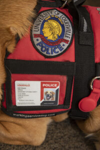Police dog ID and badge.