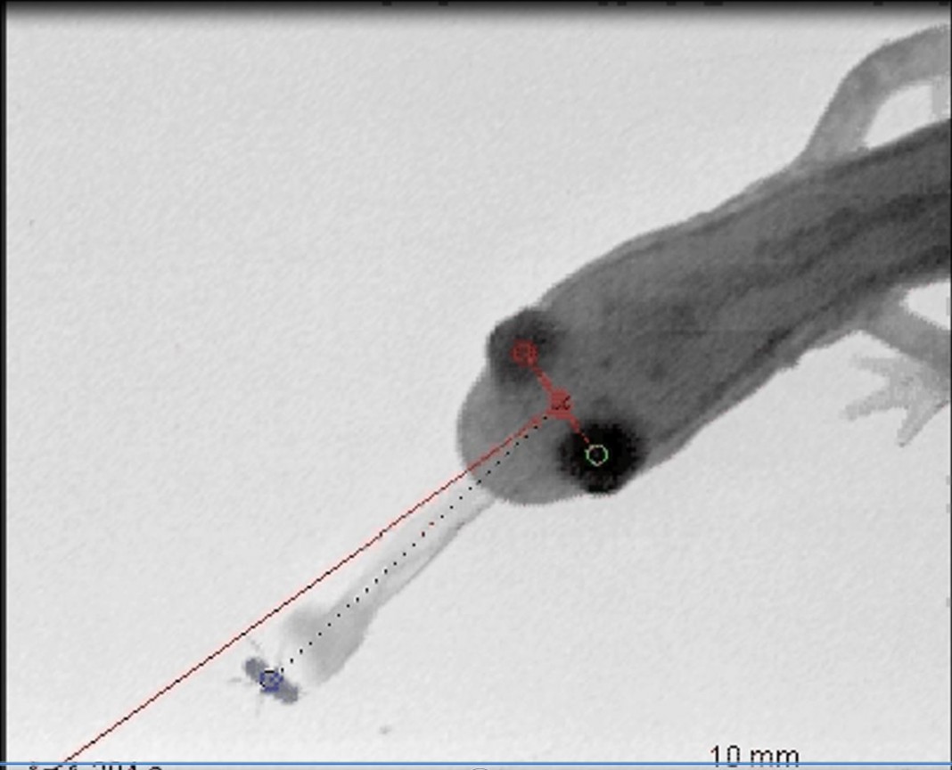 The salamander predicts a fly's future location in order to compensate for sensorimotor delay as it strikes with its sticky tongue