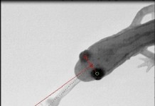 The salamander predicts a fly's future location in order to compensate for sensorimotor delay as it strikes with its sticky tongue