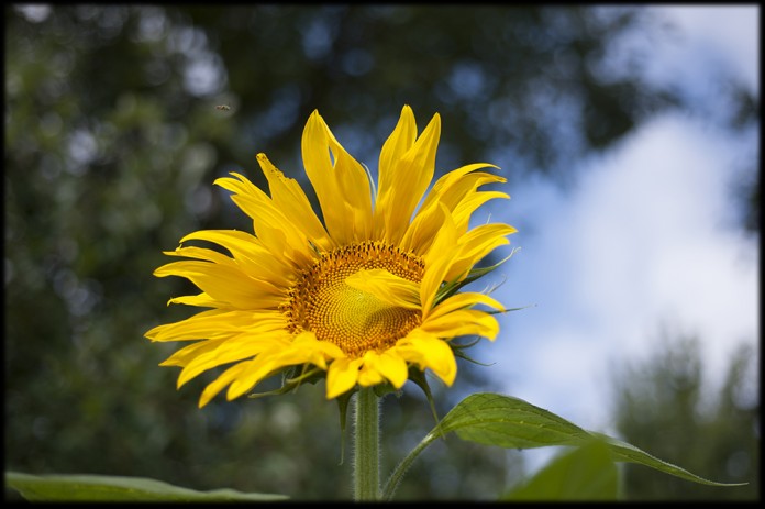 sunflower