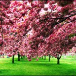 Trees in bloom