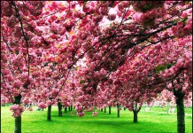 Trees in bloom