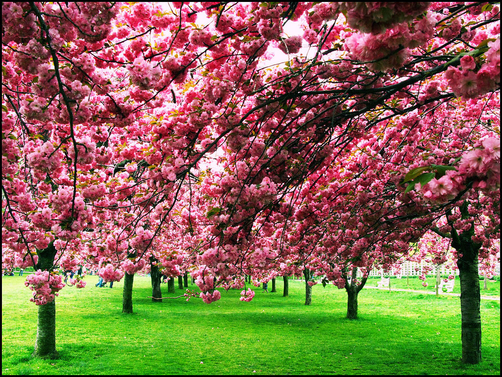 Trees in bloom