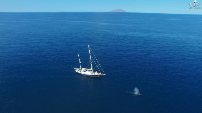 John P Wise Sr., Ph.D., and research team aboard the Research Vessel Martin Sheen in the Sea of Cortez.