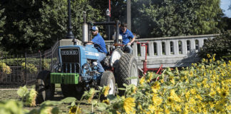 UofL researchers have planted industrial hemp on the Belknap campus as part of its research mission to find ways to reduce our dependence on fossil fuels.