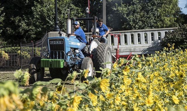 UofL researchers have planted industrial hemp on the Belknap campus as part of its research mission to find ways to reduce our dependence on fossil fuels.
