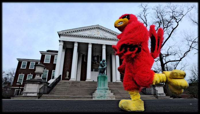 Cardinal Bird in front of Grawemeyer Hall.