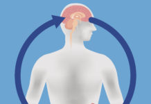 Relation of brain and gut microbiota