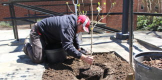 Volunteers planted two new trees on campus as part of UofL's Arbor Day celebration.