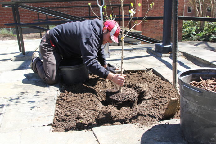 Volunteers planted two new trees on campus as part of UofL's Arbor Day celebration.