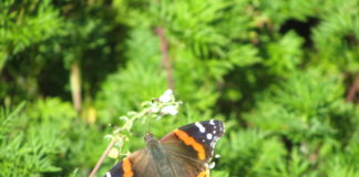 Last year, 30 volunteers counted 965 from 39 species adding to the 39-year total of 70 species with more than 32,000 butterflies tabulated.