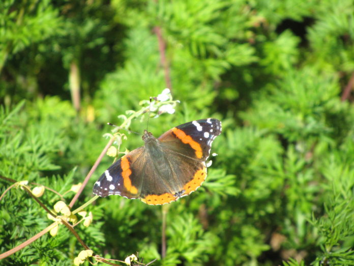 Last year, 30 volunteers counted 965 from 39 species adding to the 39-year total of 70 species with more than 32,000 butterflies tabulated.