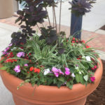 New shrubs and flowering potted plants adorn the main entrances of the School of Dentistry.