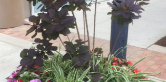 New shrubs and flowering potted plants adorn the main entrances of the School of Dentistry.