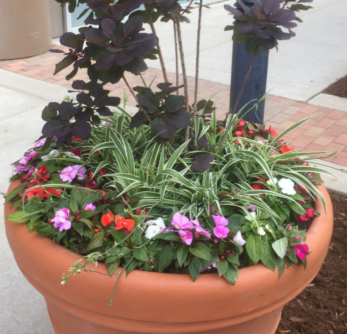 New shrubs and flowering potted plants adorn the main entrances of the School of Dentistry.