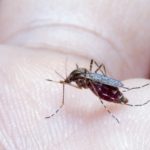 mosquito