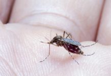 mosquito