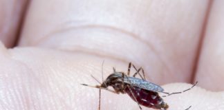 mosquito