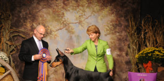 UofL employee Butch Schulman has been training and handling dogs since he was 8 years old.