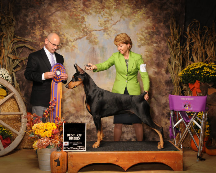 UofL employee Butch Schulman has been training and handling dogs since he was 8 years old.