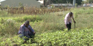 Some of Louisville's newest residents came to the U.S. carrying unimaginable scars from their war-torn countries. UofL's Survivors of Torture Recovery Center is helping them with their emotional needs as well as assimilation to American culture.