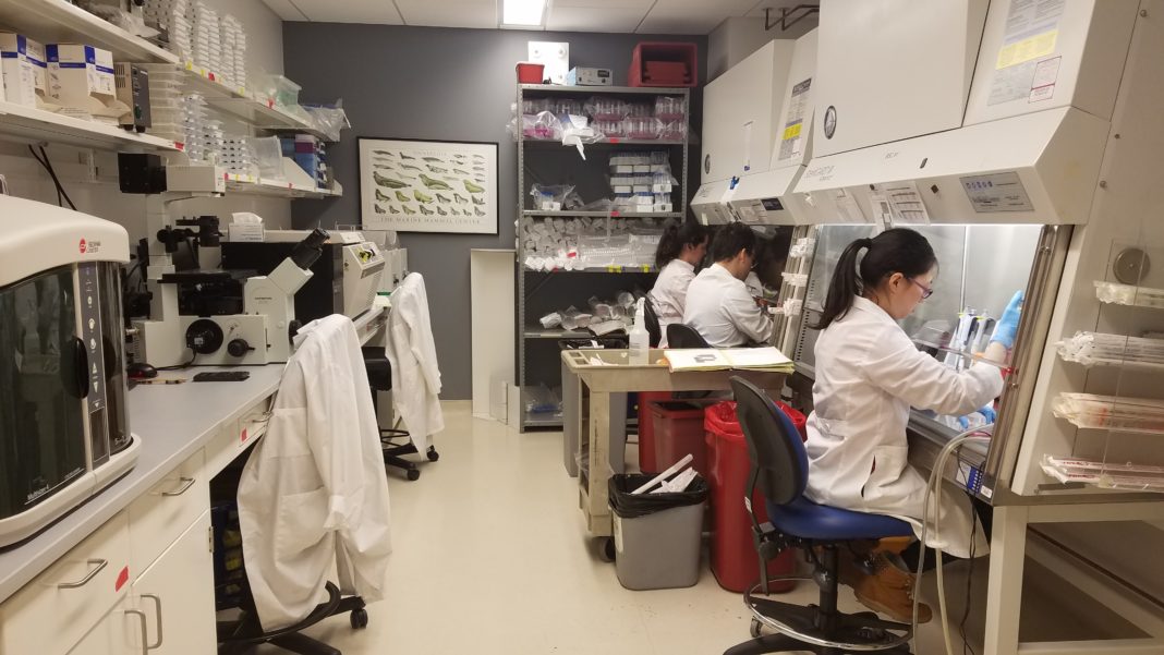 Researchers working in the Wise Laboratory of Environmental and Genetic Toxicology