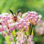 A wasp makes itself at home in UofL's Native Plant Garden