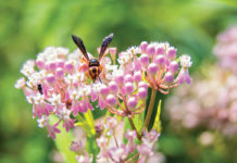 A wasp makes itself at home in UofL's Native Plant Garden
