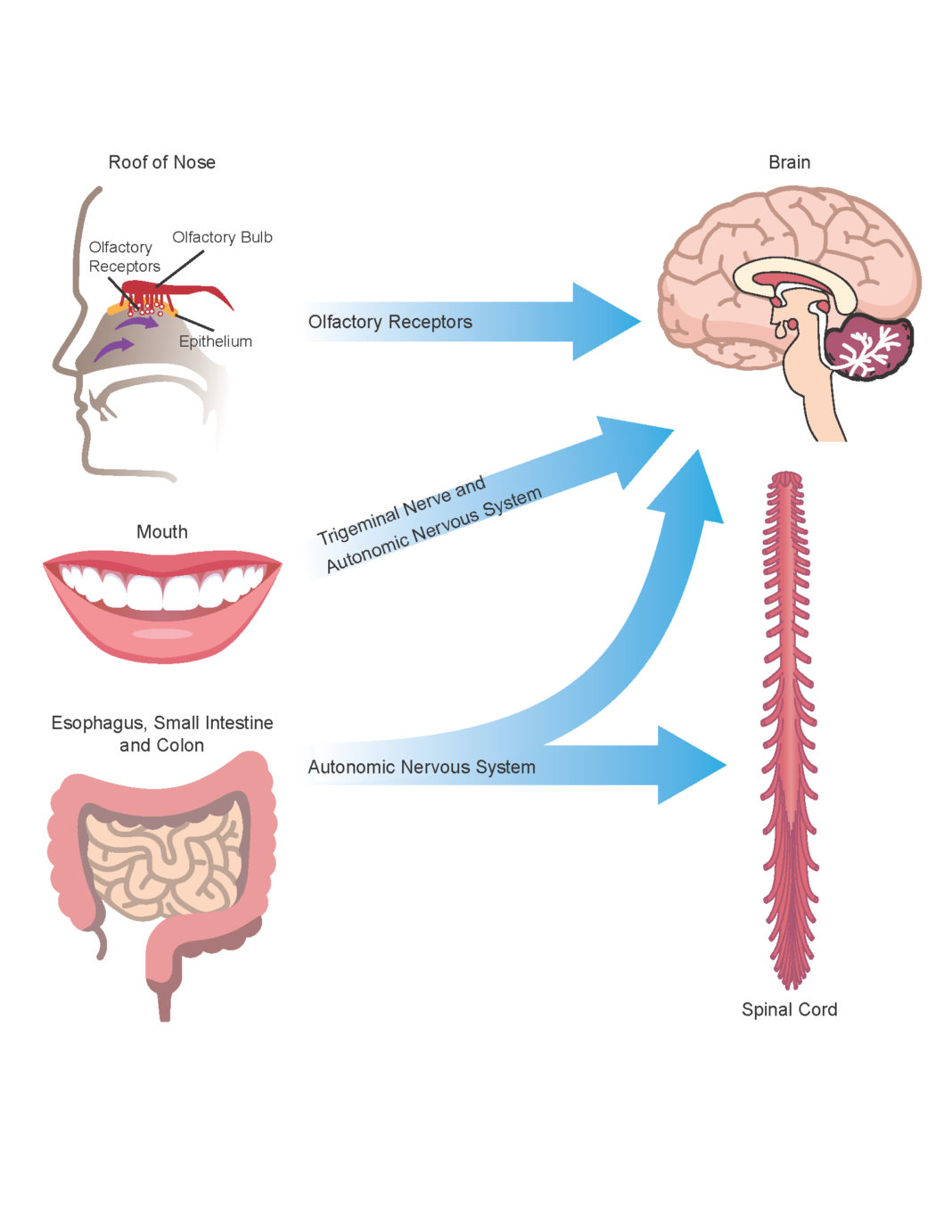 Amyloid produced by commensal bacteria may cause changes in protein folding and neuroinflammation in the central nervous system through the autonomic nervous system (particularly the vagus nerve), the trigeminal nerve in the mouth and nasopharynx, and the gut (including mouth, esophagus, stomach and intestines), as well as via the olfactory receptors in the roof of the nose.