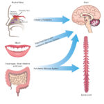 Amyloid produced by commensal bacteria may cause changes in protein folding and neuroinflammation in the central nervous system through the autonomic nervous system (particularly the vagus nerve), the trigeminal nerve in the mouth and nasopharynx, and the gut (including mouth, esophagus, stomach and intestines), as well as via the olfactory receptors in the roof of the nose.