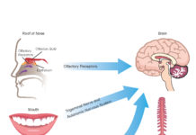 Amyloid produced by commensal bacteria may cause changes in protein folding and neuroinflammation in the central nervous system through the autonomic nervous system (particularly the vagus nerve), the trigeminal nerve in the mouth and nasopharynx, and the gut (including mouth, esophagus, stomach and intestines), as well as via the olfactory receptors in the roof of the nose.