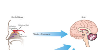 Amyloid produced by commensal bacteria may cause changes in protein folding and neuroinflammation in the central nervous system through the autonomic nervous system (particularly the vagus nerve), the trigeminal nerve in the mouth and nasopharynx, and the gut (including mouth, esophagus, stomach and intestines), as well as via the olfactory receptors in the roof of the nose.