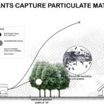 How plants capture particulate matter