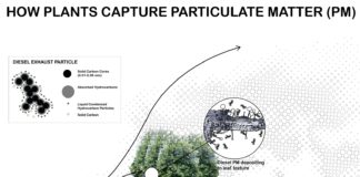 How plants capture particulate matter
