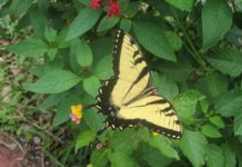 An Eastern Tiger Swallowtail is just one example of the butterflies that volunteers might count June 30.