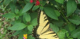 An Eastern Tiger Swallowtail is just one example of the butterflies that volunteers might count June 30.