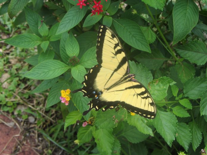 An Eastern Tiger Swallowtail is just one example of the butterflies that volunteers might count June 30.