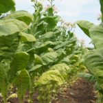 Tobacco plants