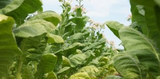 Tobacco plants