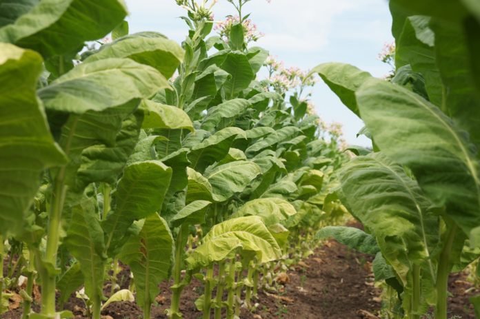 Tobacco plants Tobacco plants