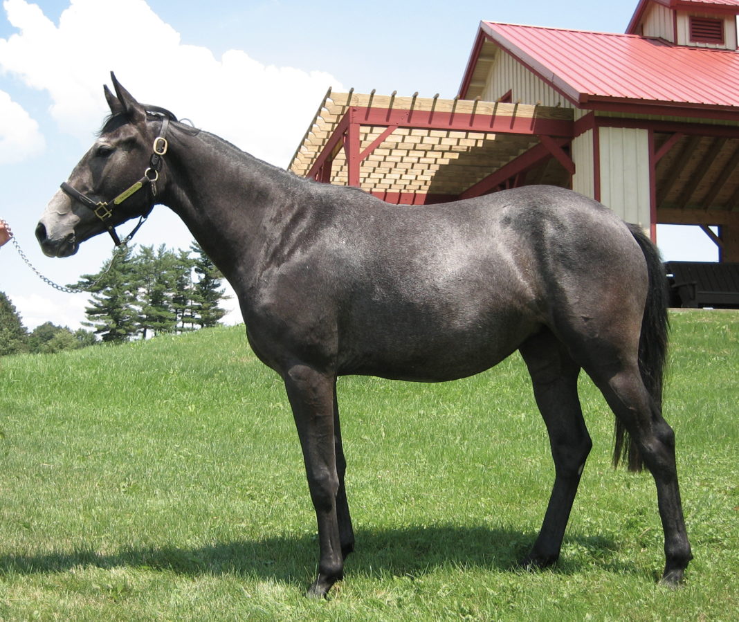 By re-analyzing DNA from a thoroughbred named Twilight, pictured here on a farm at Cornell University, scientists corrected thousands of errors in the original horse reference genome.