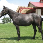 By re-analyzing DNA from a thoroughbred named Twilight, pictured here on a farm at Cornell University, scientists corrected thousands of errors in the original horse reference genome.