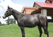 By re-analyzing DNA from a thoroughbred named Twilight, pictured here on a farm at Cornell University, scientists corrected thousands of errors in the original horse reference genome.