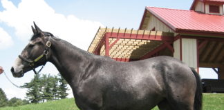 By re-analyzing DNA from a thoroughbred named Twilight, pictured here on a farm at Cornell University, scientists corrected thousands of errors in the original horse reference genome.