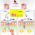 Gut barrier repair