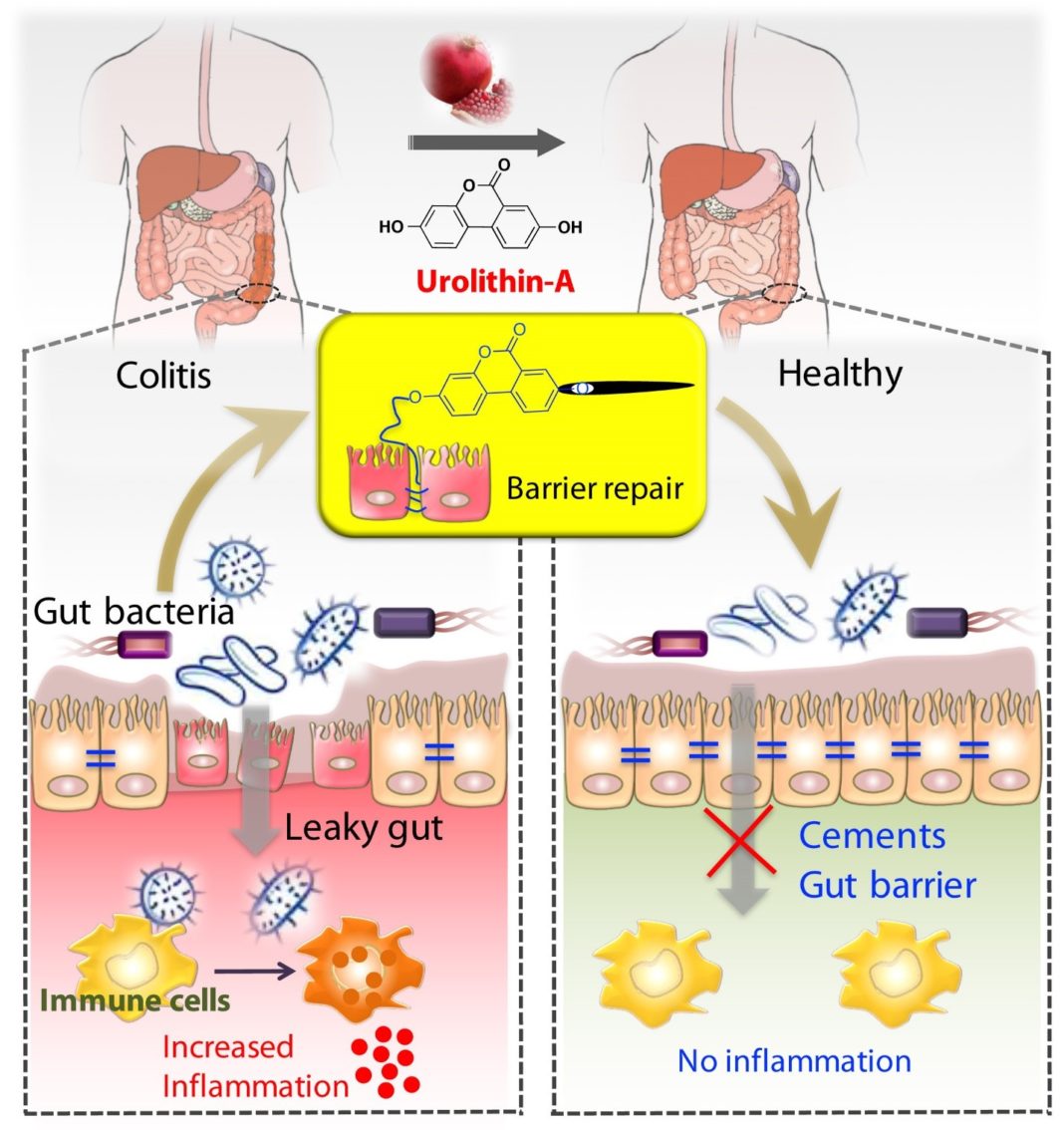Illustration showing tightening of gut barrier cells and reduced inflammation due to UroA, by Praveen Kumar Vemula, Ph.D., Institute for Stem Cell Biology and Regenerative Medicine, India, and Venkatakrishna Jala, Ph.D., UofL